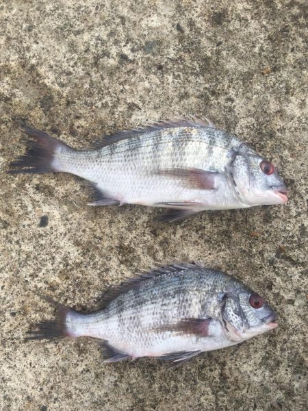 台風通過後の突風状態のホームで貴重なチヌ２…