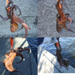 台風後のタコ爆釣