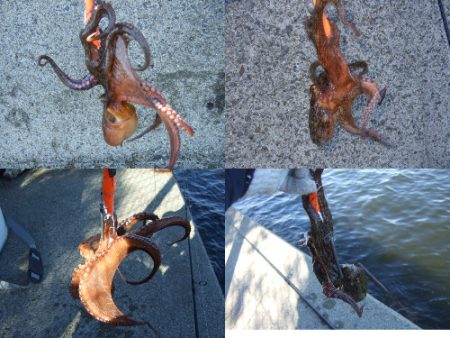 台風後のタコ爆釣