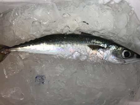 ショアジギング