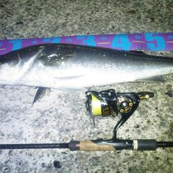 円山川！！夏シーバス！