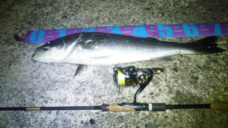 円山川！！夏シーバス！