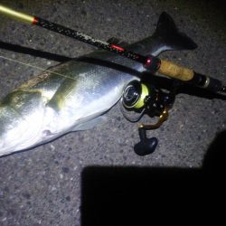 円山川シーバス❗