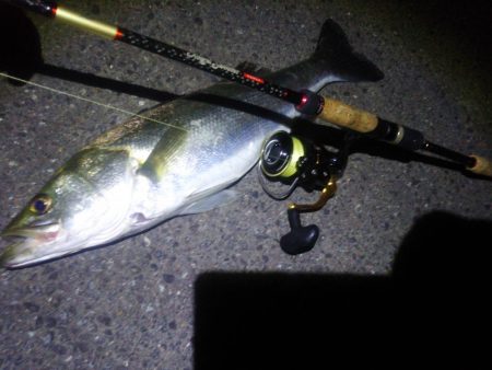 円山川シーバス❗