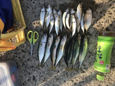 サバ20センチ級