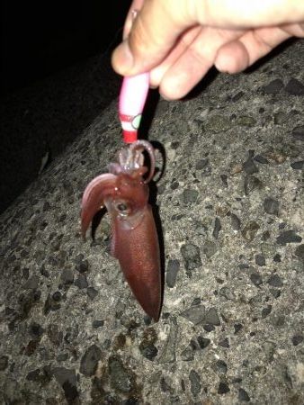 ダブルヘッダーからの朝マズメ