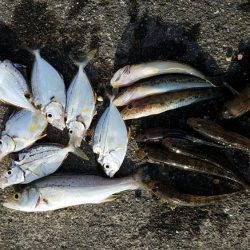 焼津河口周辺で　ハゼ釣りカサゴも釣れました…
