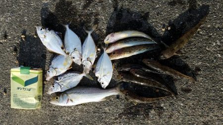 焼津河口周辺で　ハゼ釣りカサゴも釣れました…