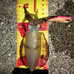 出張先でエギング