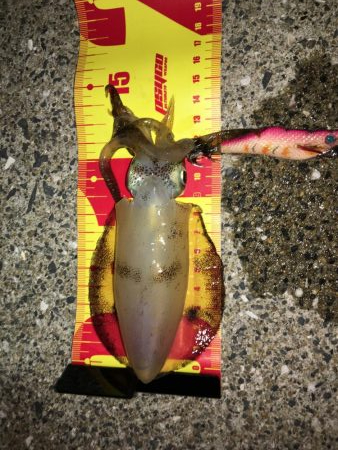 出張先でエギング