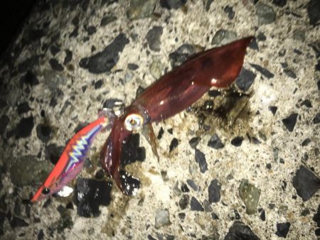 今シーズン初イカ