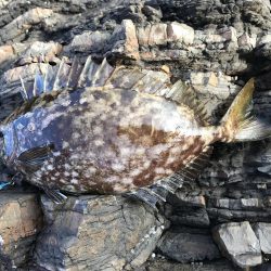 夏イカを求めて