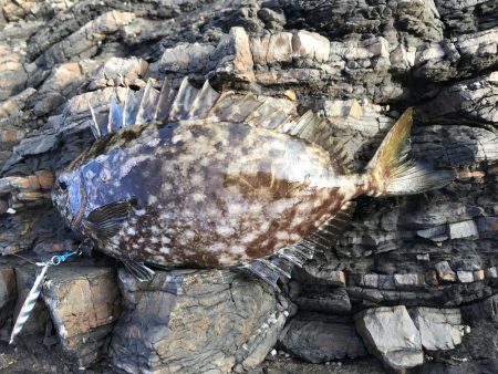 夏イカを求めて