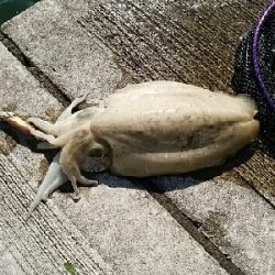 思わぬ大物が…