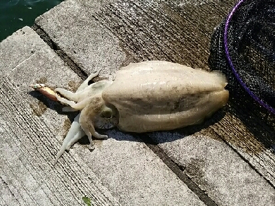 思わぬ大物が…