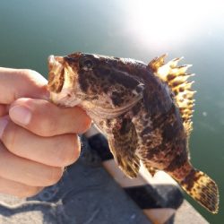 ジグサビキならず