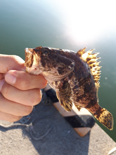 ジグサビキならず