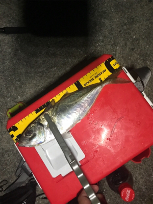 ついに尺鯵キター