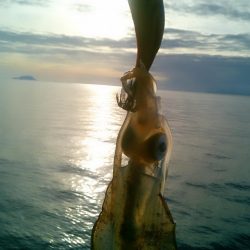 スモールオータム