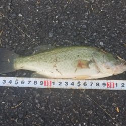 今日はサイズダウン