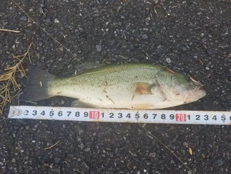 今日はサイズダウン