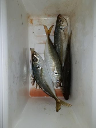 火星を横目で見ながらアジング