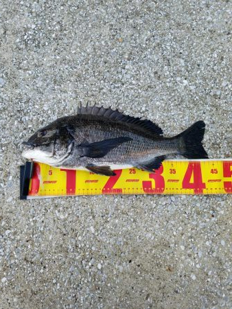 落とし込みでチヌ