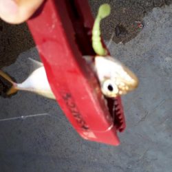 伊勢湾アジング