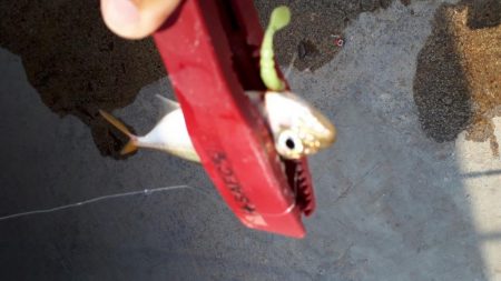 伊勢湾アジング