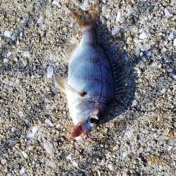 アオイソメで餌釣り