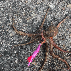 播磨新島タコ(2018-6)