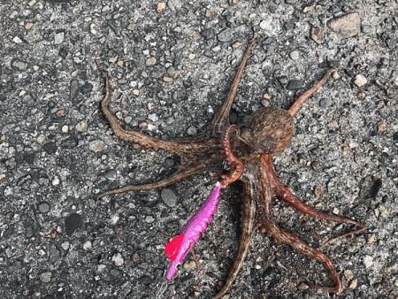 播磨新島タコ(2018-6)