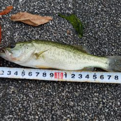 今日は琵琶湖へ