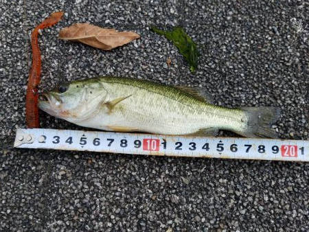 今日は琵琶湖へ