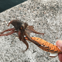 播磨新島タコ(2018-7)