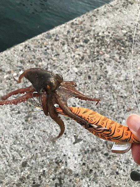 播磨新島タコ(2018-7)