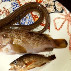 アコウ　あなご