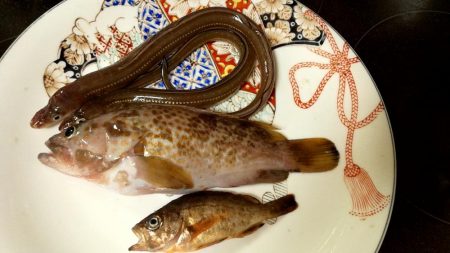 アコウ　あなご