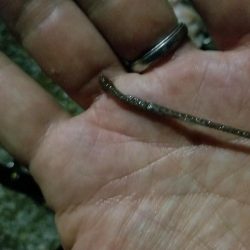 タコーレでタコつったーれ。