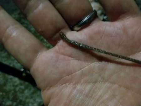 タコーレでタコつったーれ。