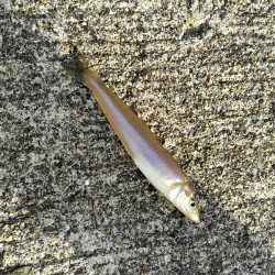 キス3　チャリコ5　ネズミゴチ1