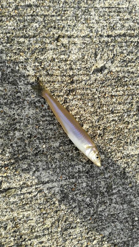 キス3　チャリコ5　ネズミゴチ1