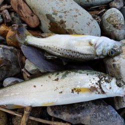 キスの顔が見れた