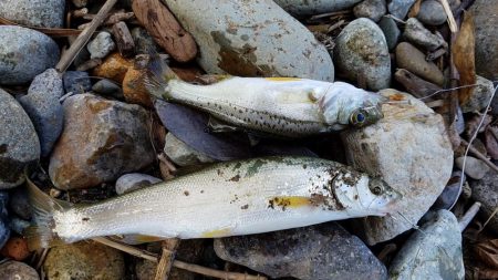 キスの顔が見れた