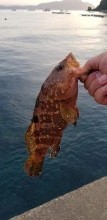 キジハタ調査２２