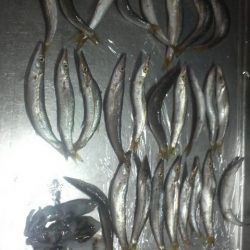 日本海アオリイカ成長中