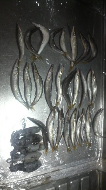 日本海アオリイカ成長中