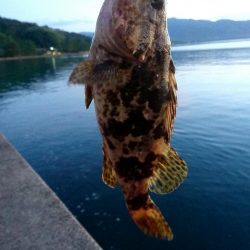 ロックフィッシュ