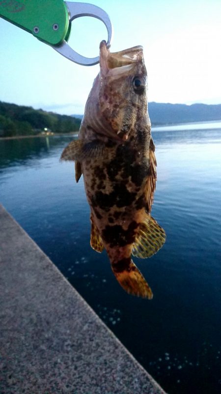 ロックフィッシュ