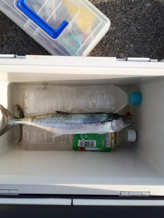 サゴシちらほら